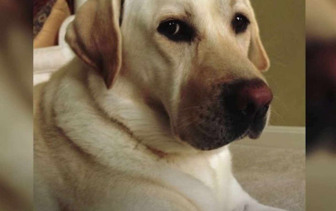 Cane abbandonato nella foresta