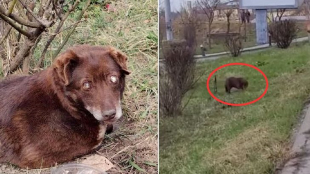 Cane cieco abbandonato dalla famiglia