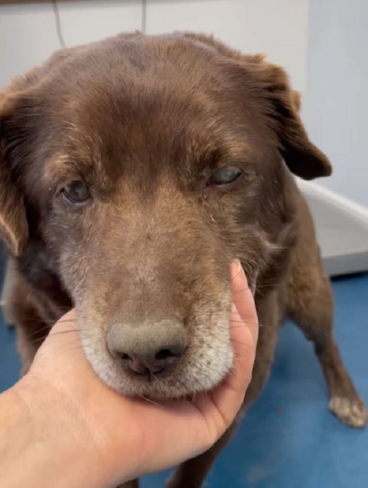 Cane cieco abbandonato dalla famiglia