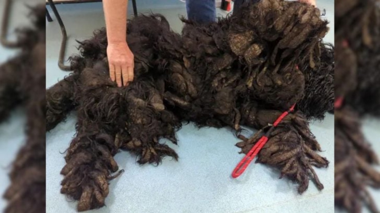 Cane con pelo arruffato trasformato dai volontari