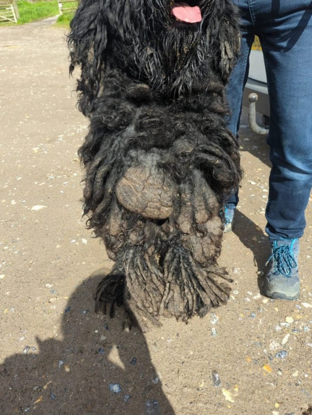 Cane con pelo arruffato trasformato dai volontari