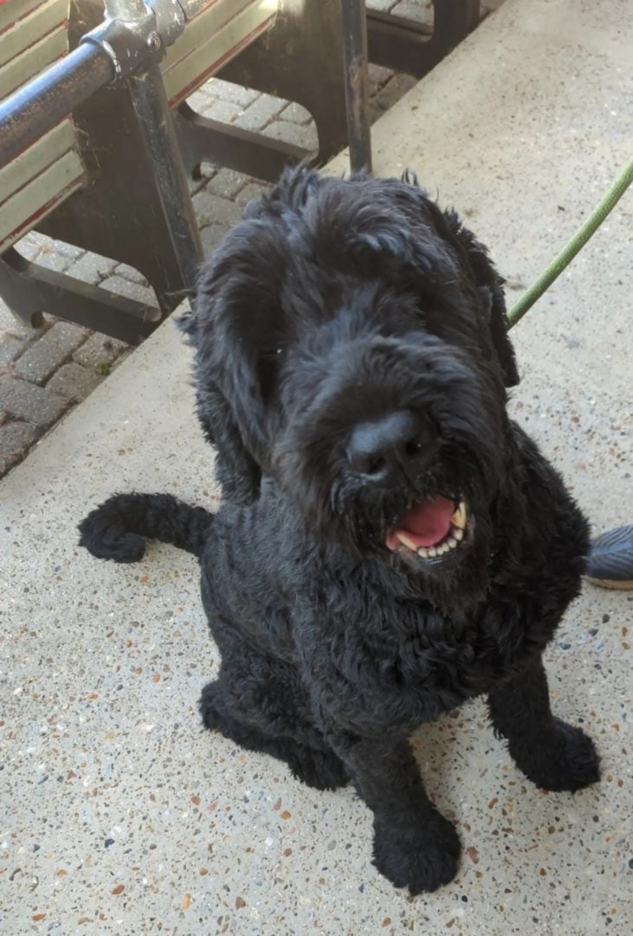 Cane con pelo arruffato trasformato dai volontari