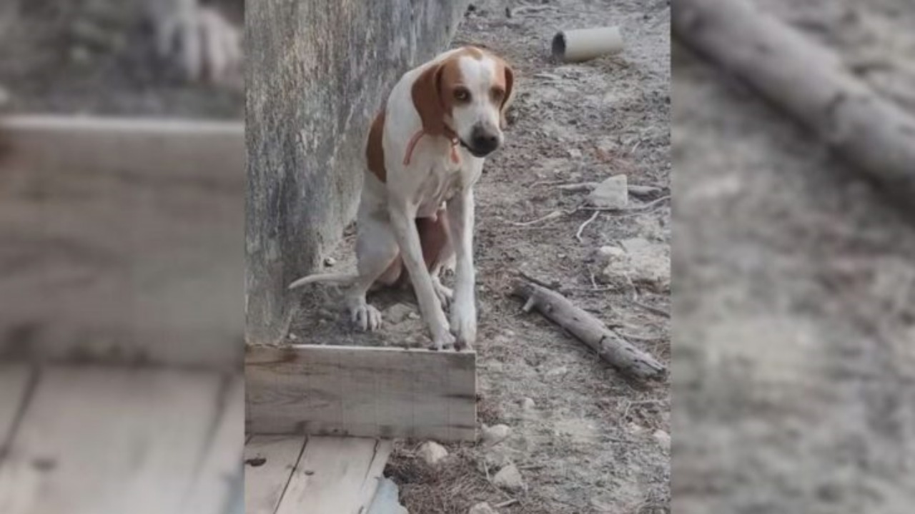 Cane intrappolato nelle mura di cemento