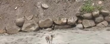 Cane intrappolato nelle acque di un fiume
