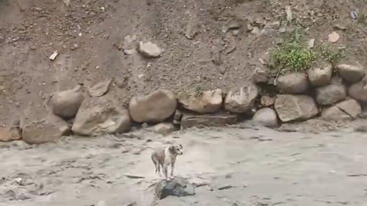 Cane intrappolato nelle acque di un fiume