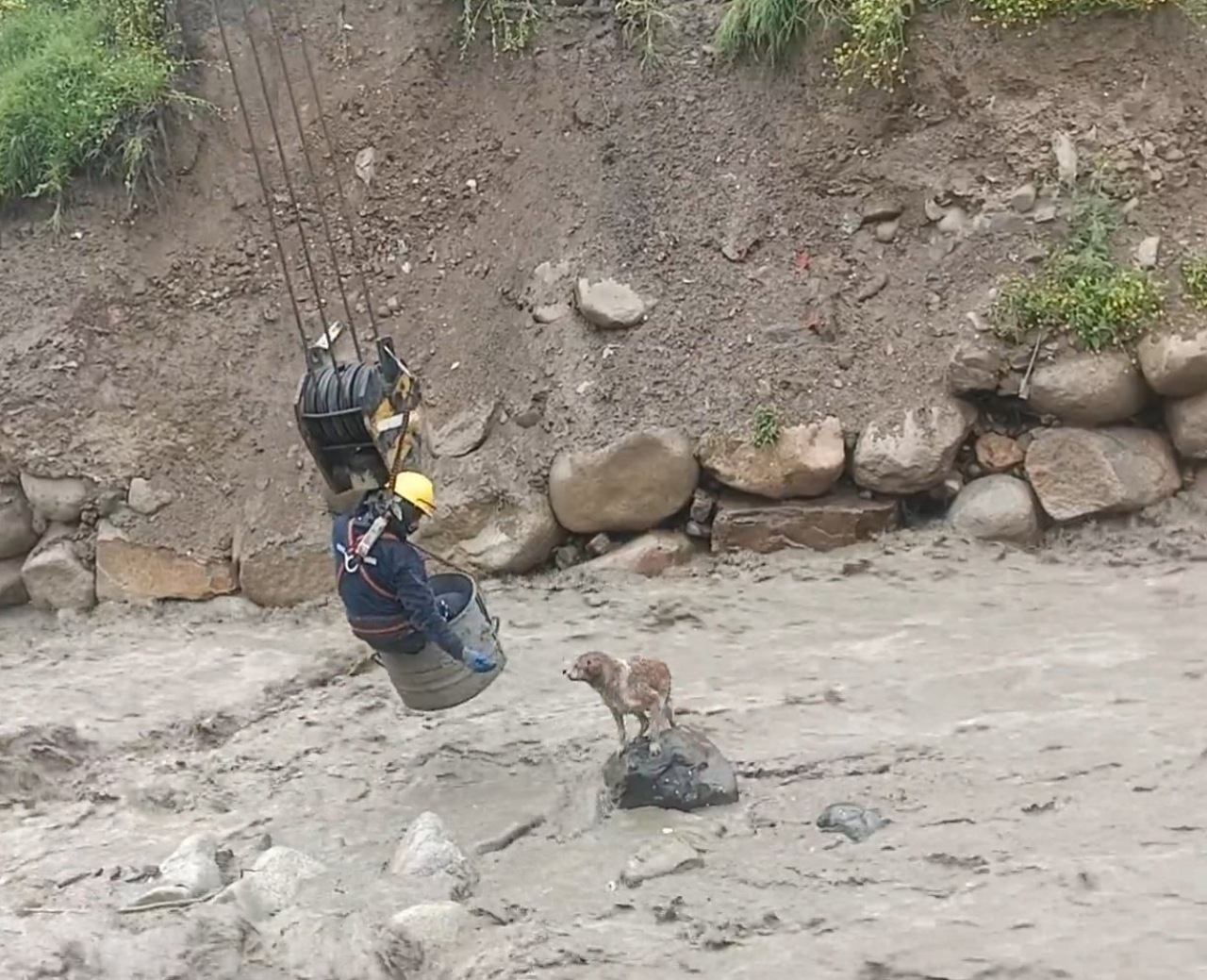 Cane intrappolato nelle acque di un fiume