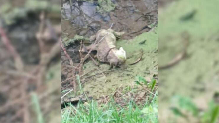 Cane nel fosso: cittadini chiamano i soccorsi