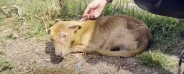 Cane randagio tripode salvato dai bambini