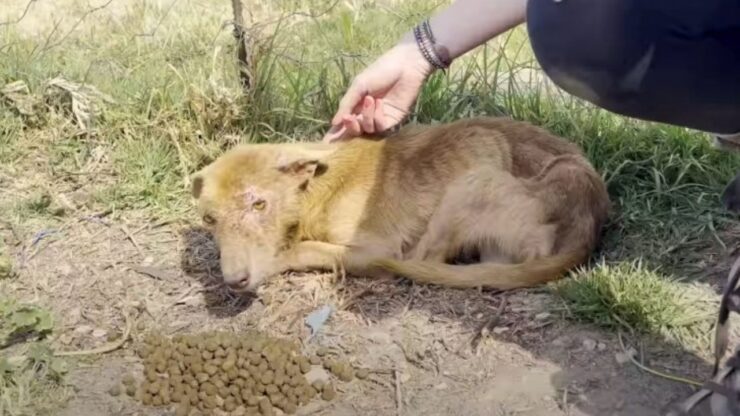 Cane randagio tripode salvato dai bambini