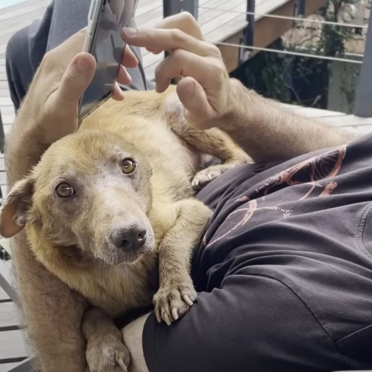 Cane randagio tripode salvato dai bambini