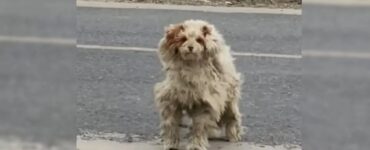 Cane randagio trova una famiglia per strada