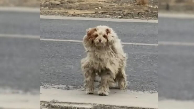 Cane randagio trova una famiglia per strada