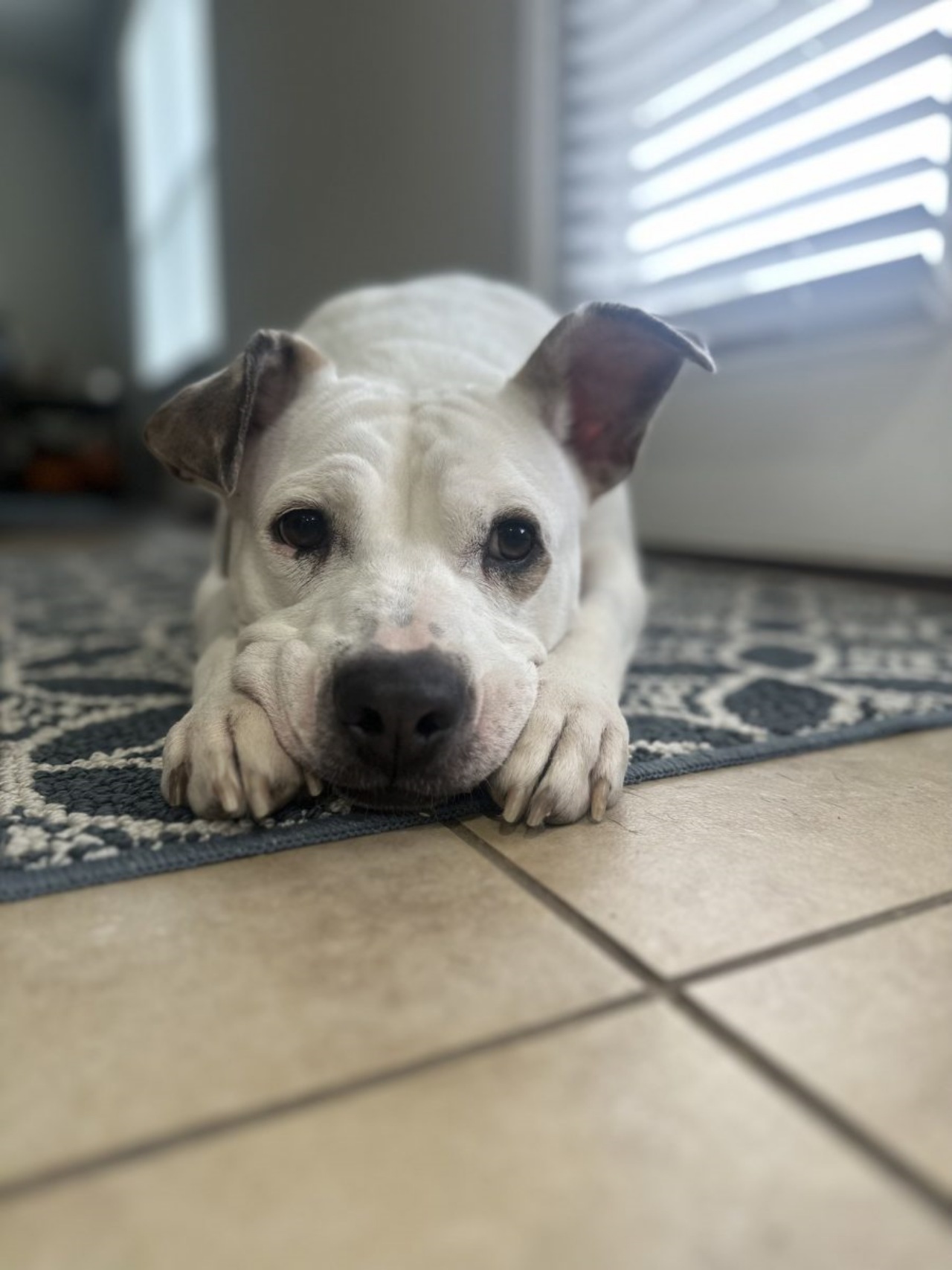 Cane randagio passa anni in canile