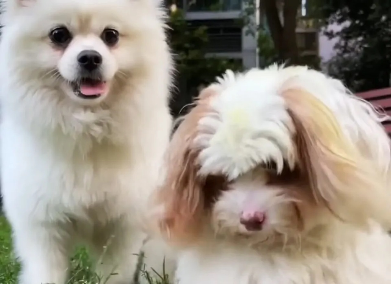 Cane randagio trova una famiglia per strada