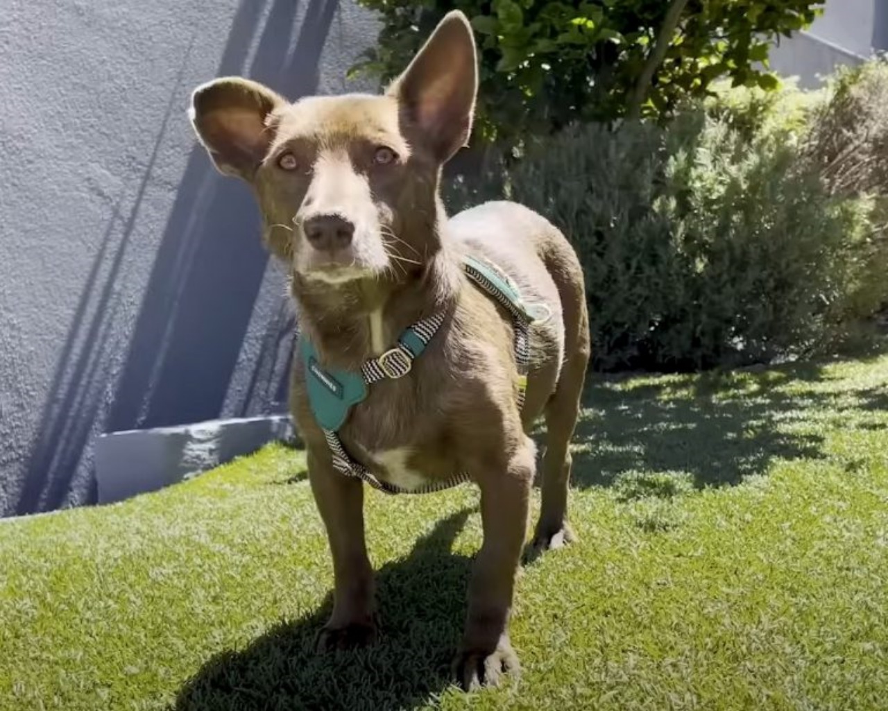 Cane randagio tripode salvato dai bambini