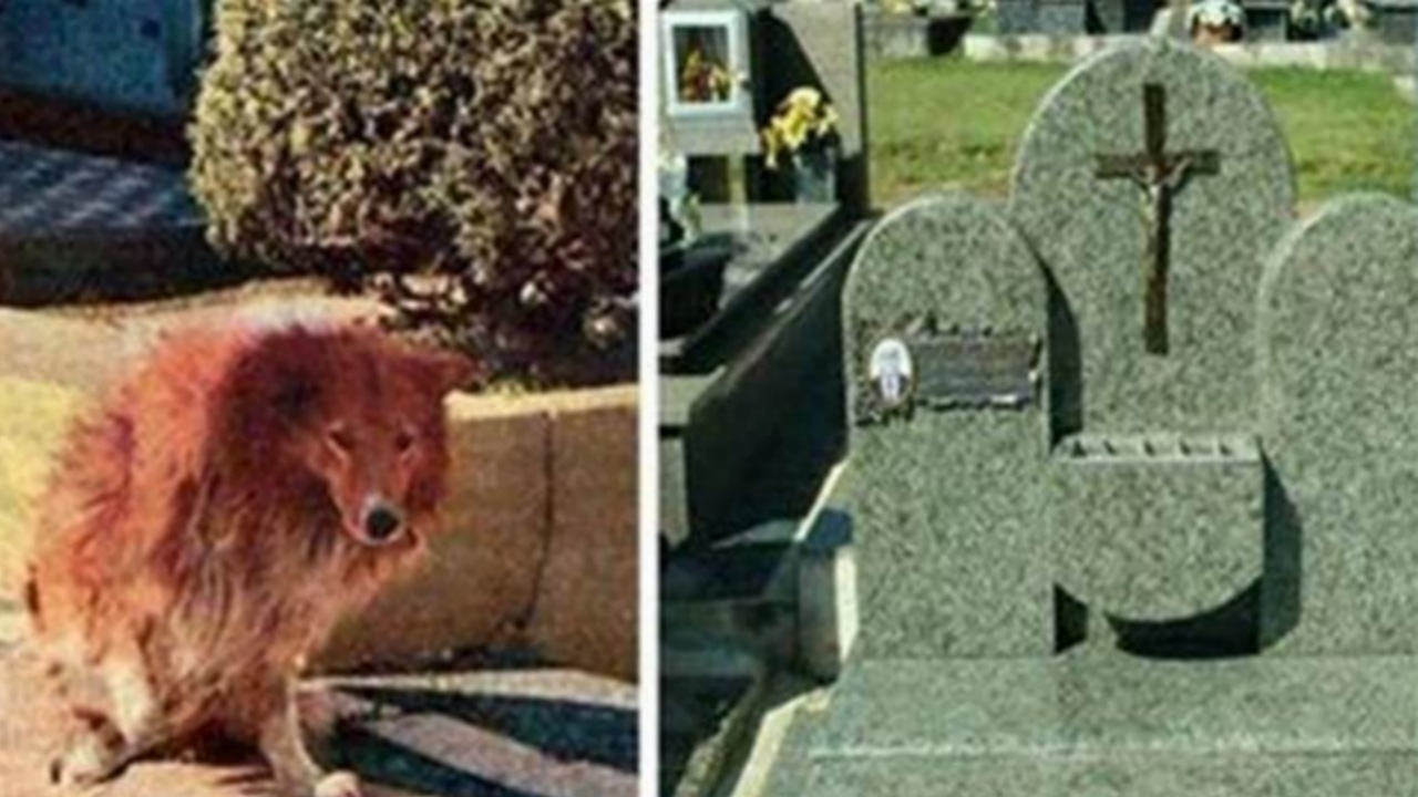 Cane resta accanto alla tomba del suo padrone per 9 anni