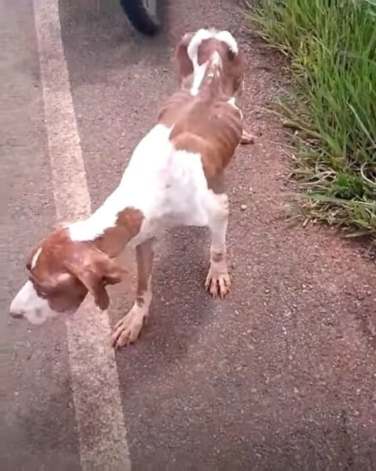 Cane smarrito ha una nuova vita