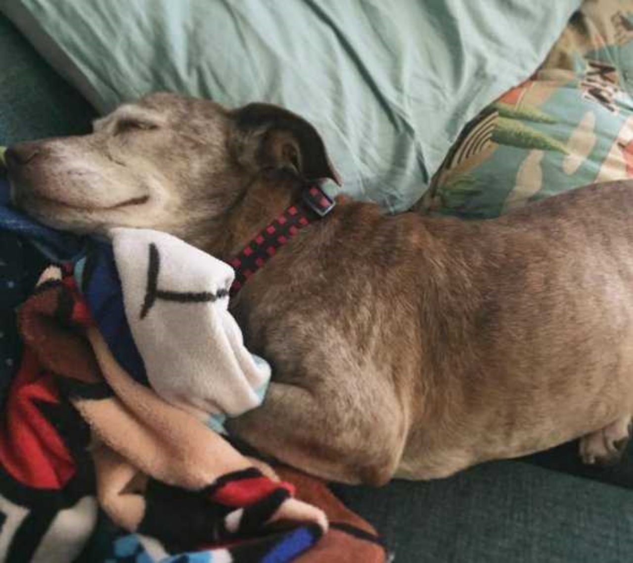 Cane sordo trova una casa dopo 11 anni