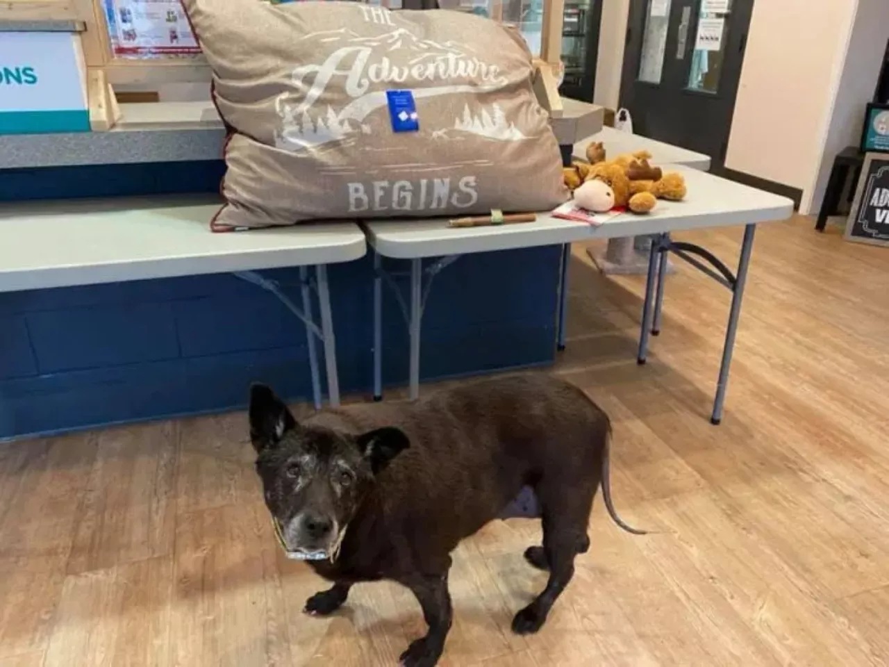 Cane abbandonato nel bagno pubblico