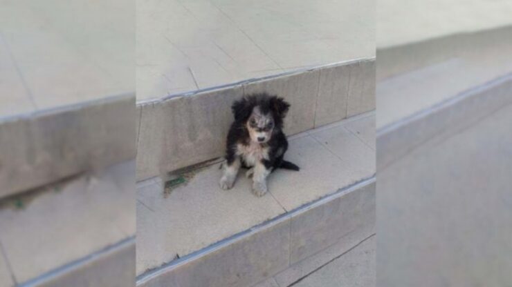 Cucciolo abbandonato davanti al supermercato