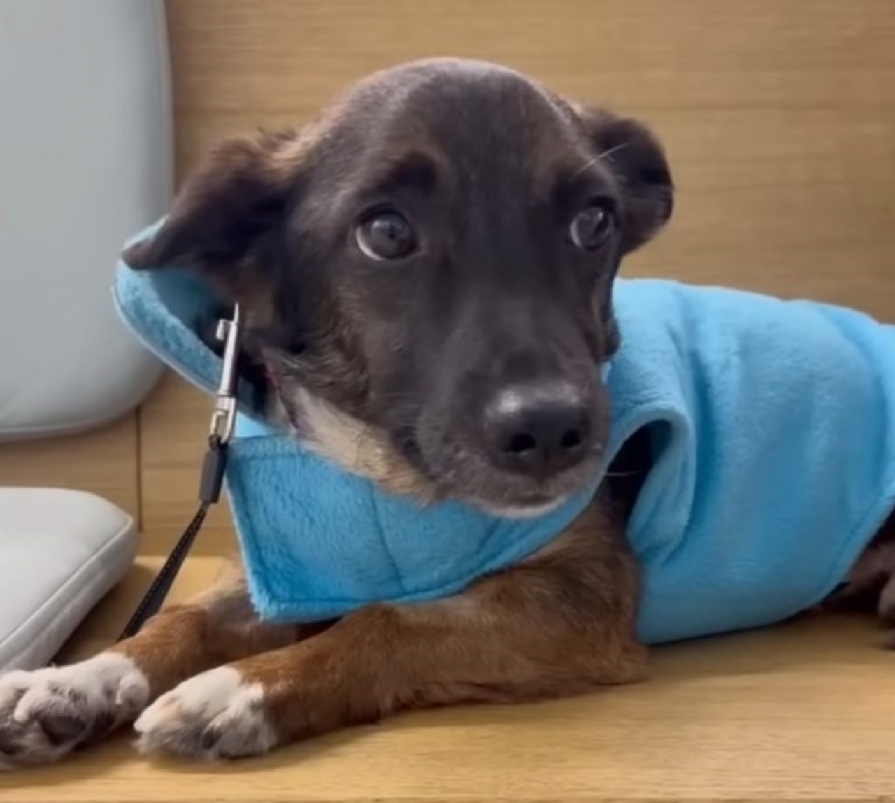 Cucciolo abbandonato trova una nuova casa