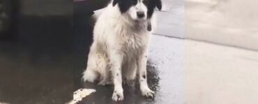 Cucciolo lasciato sotto la pioggia dai suoi proprietari