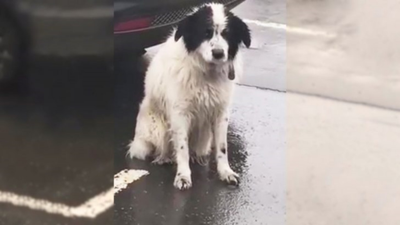 Cucciolo lasciato sotto la pioggia dai suoi proprietari
