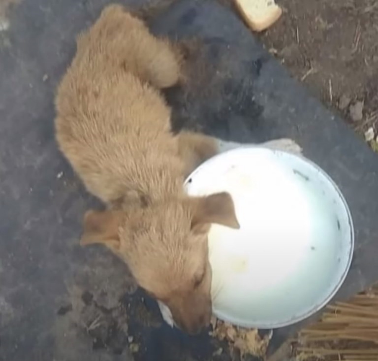 Cucciolo malconcio salvato dai soccorritori