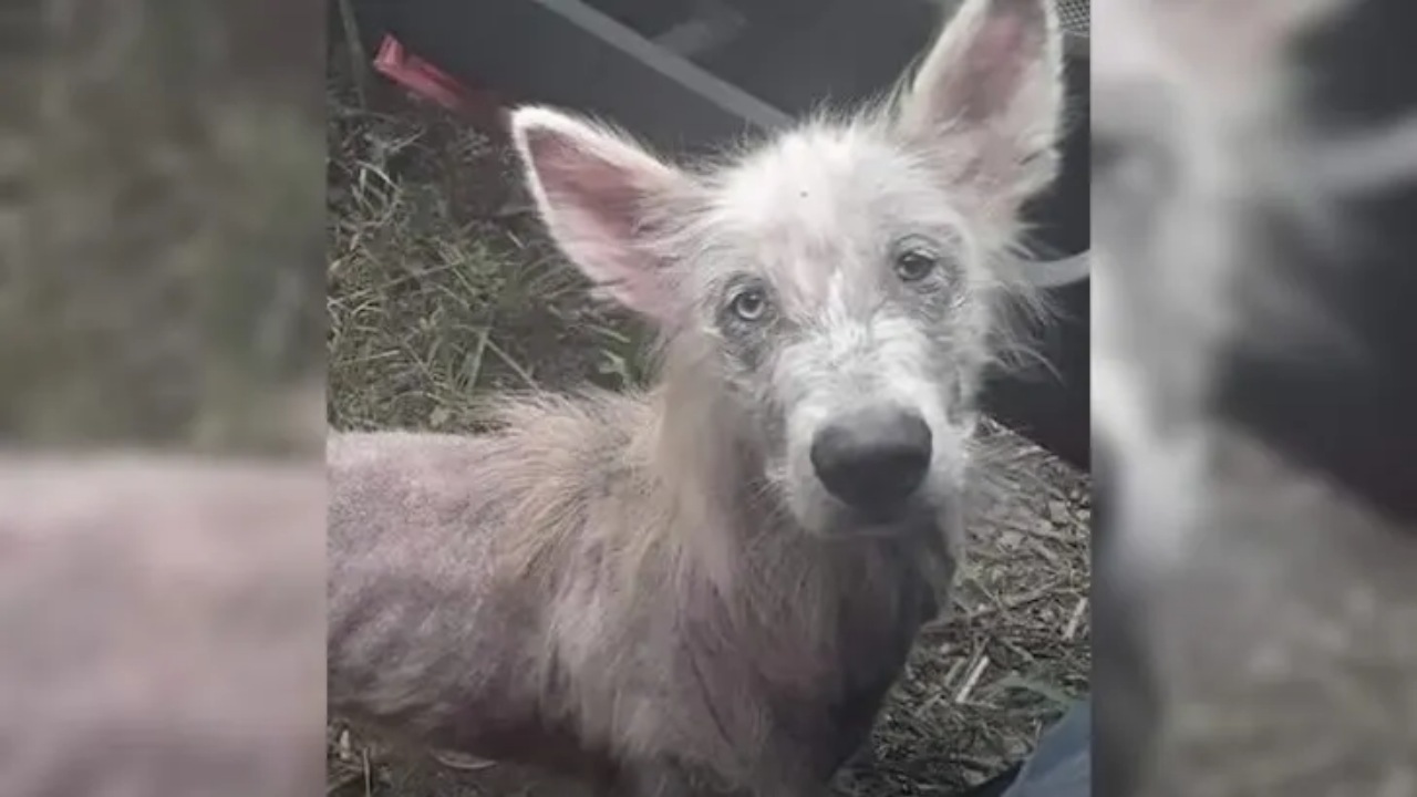 Cucciolo randagio trovato da un camionista