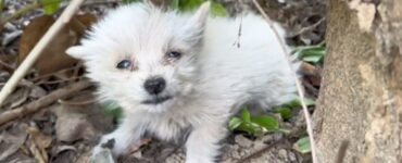 Cucciolo randagio su una collina deserta