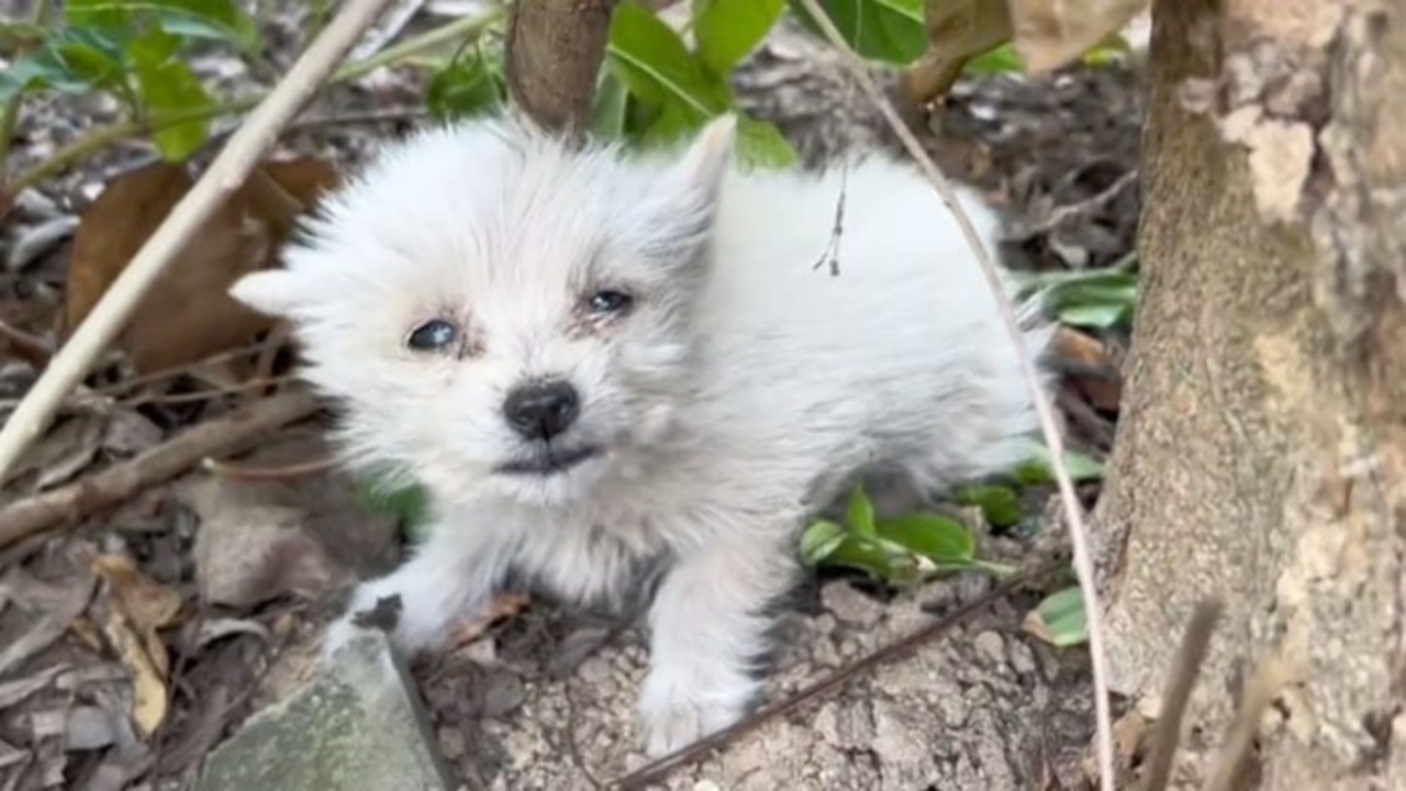 Cucciolo randagio su una collina deserta