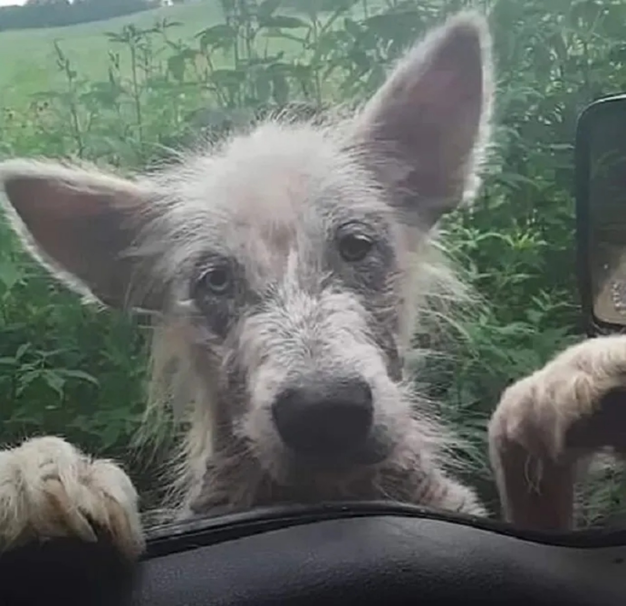 Cucciolo randagio trovato da un camionista
