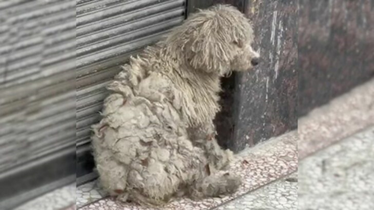 Cucciolo tremante trova aiuto nel soccorritore