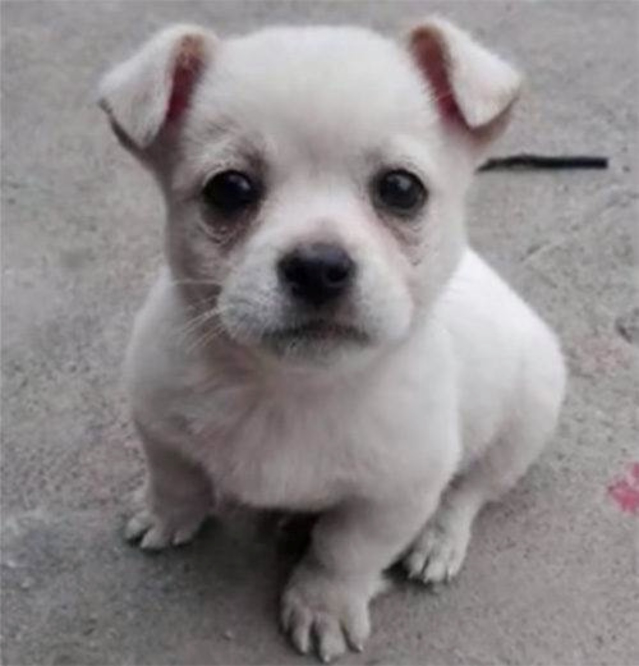 Cucciolo spera di rivedere la sua mamma