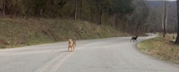 Due cani in mezzo alla strada