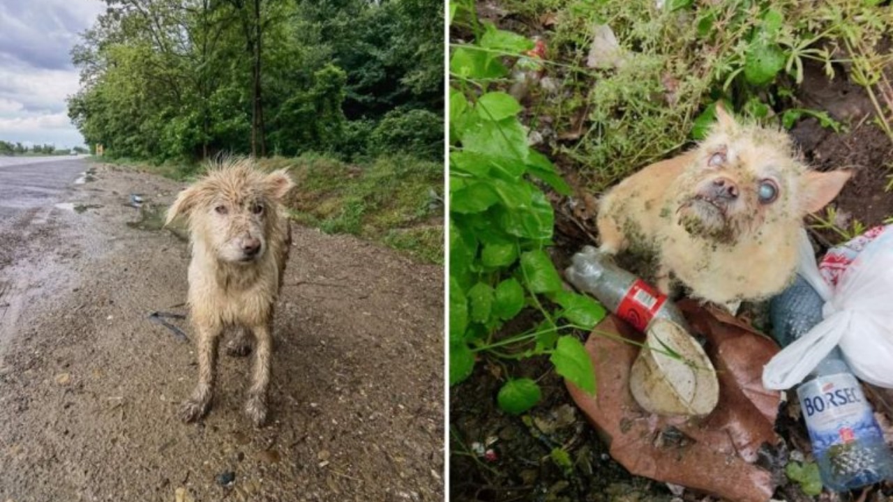 Due cani abbandonati salvati dai soccorritori