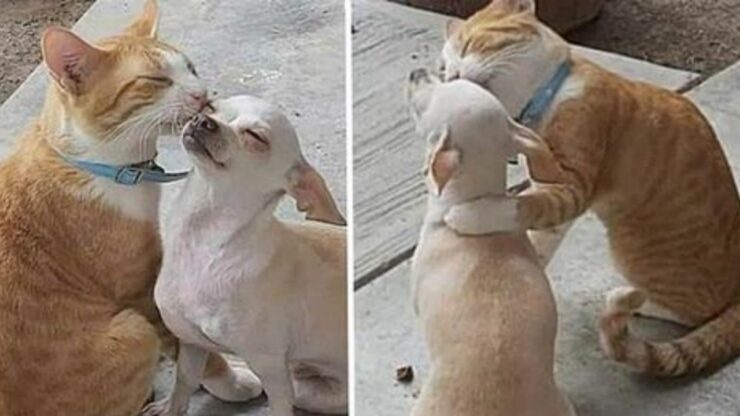Gattino abbandonato fa amicizia con un cane