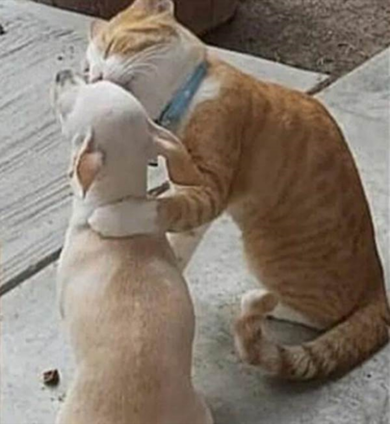 Gattino abbandonato fa amicizia con un cane