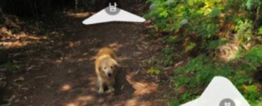 Golden Retriever su Google Maps