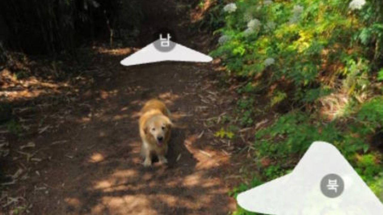 Golden Retriever su Google Maps