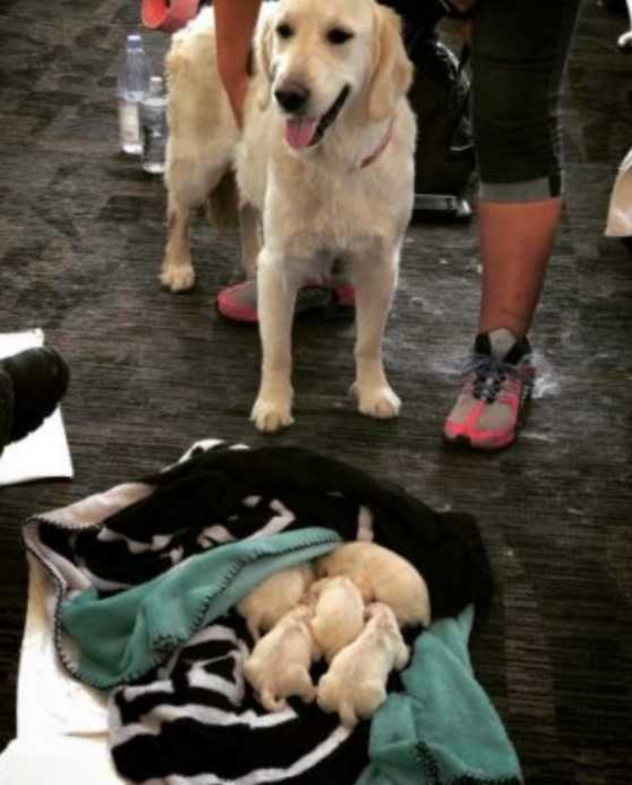 Labrador partorisce all'aeroporto