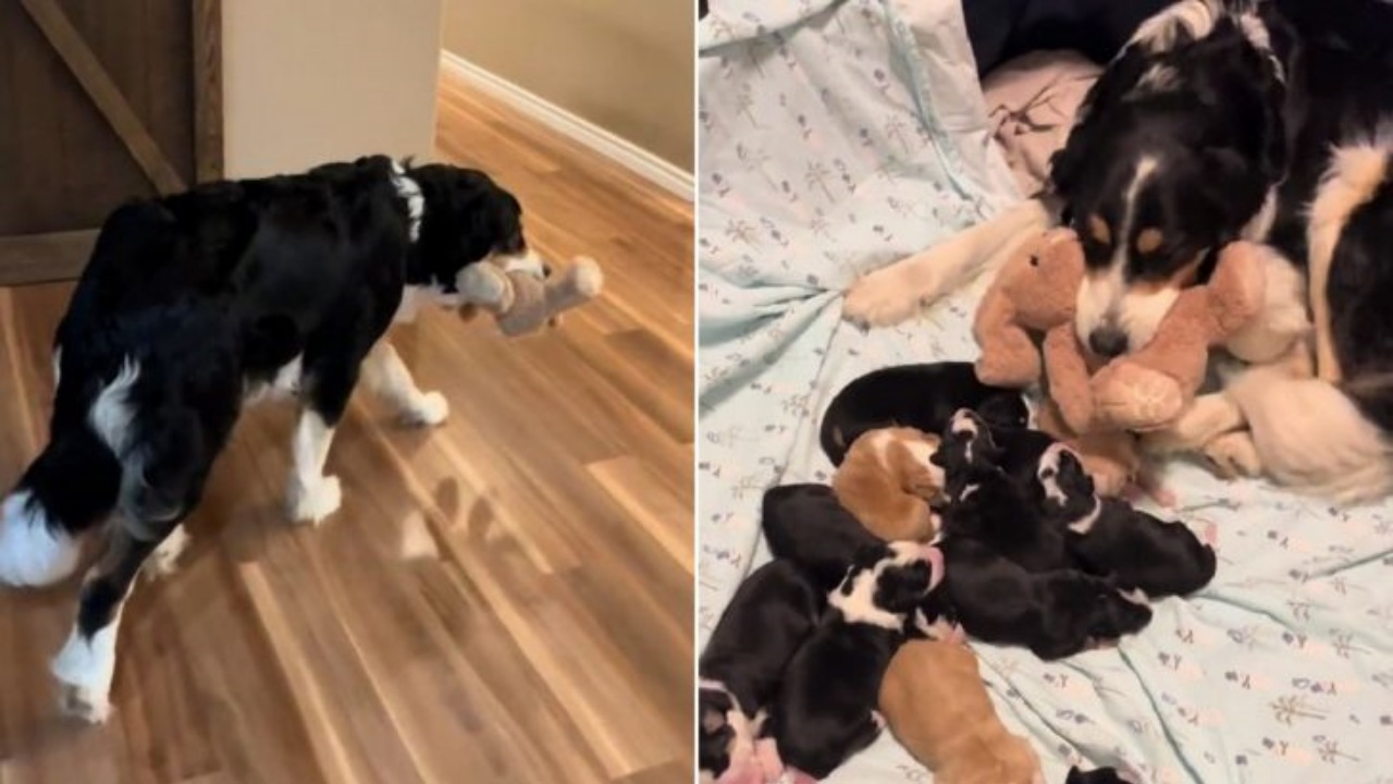 Mamma cane porta un peluche ai suoi cuccioli