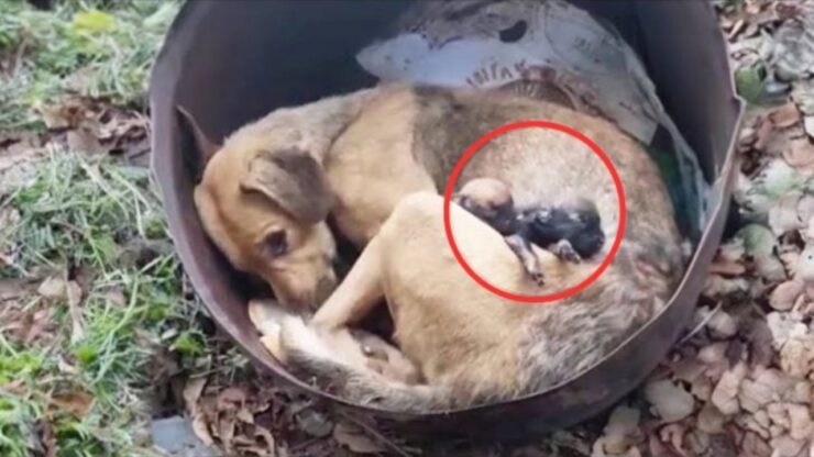 Mamma cane protegge i suoi cuccioli