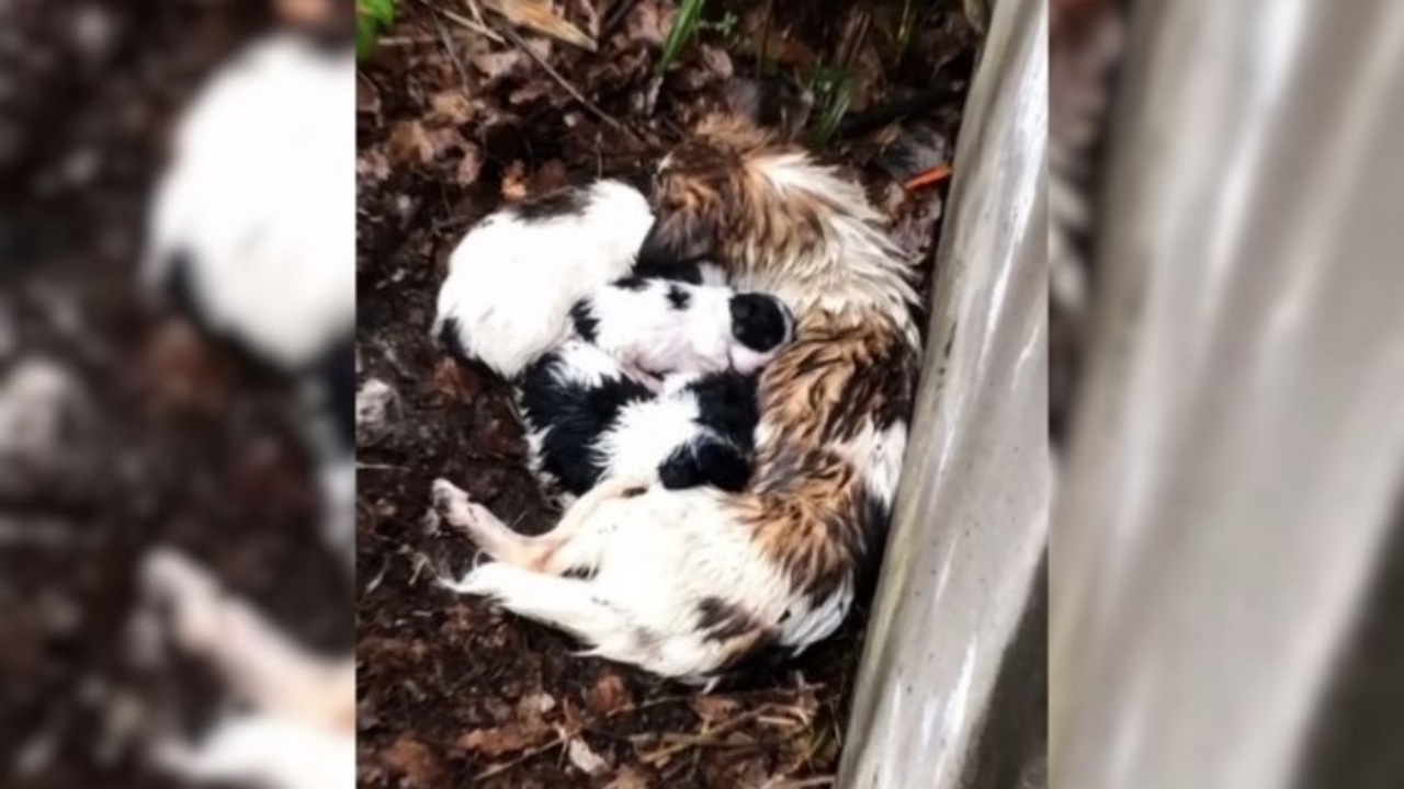 Mamma cane abbraccia la cucciolata