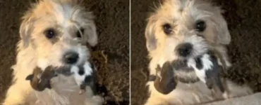 Mamma cane chiede aiuto per i suoi piccoli