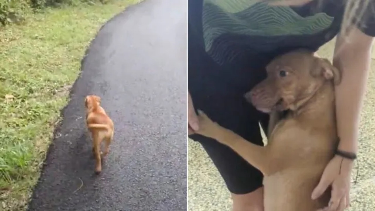 Mamma cane chiede aiuto per i suoi piccoli