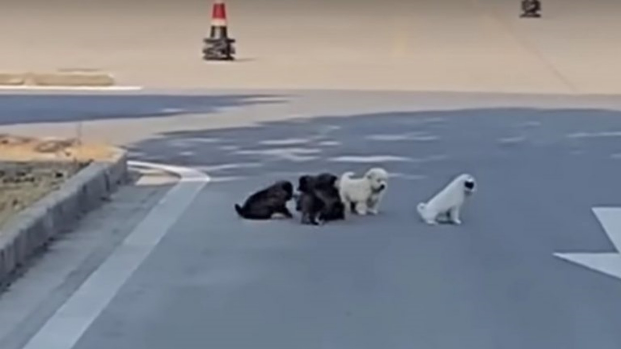 Mamma cane chiede aiuto per i suoi cuccioli