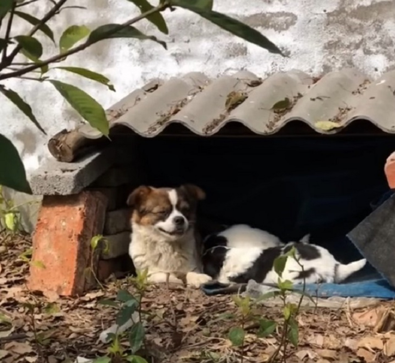 Mamma cane abbraccia la cucciolata