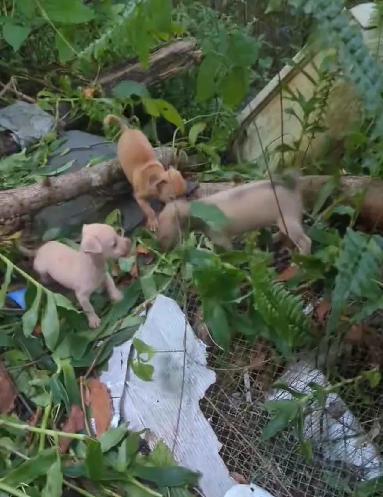 Mamma cane chiede aiuto per i suoi piccoli