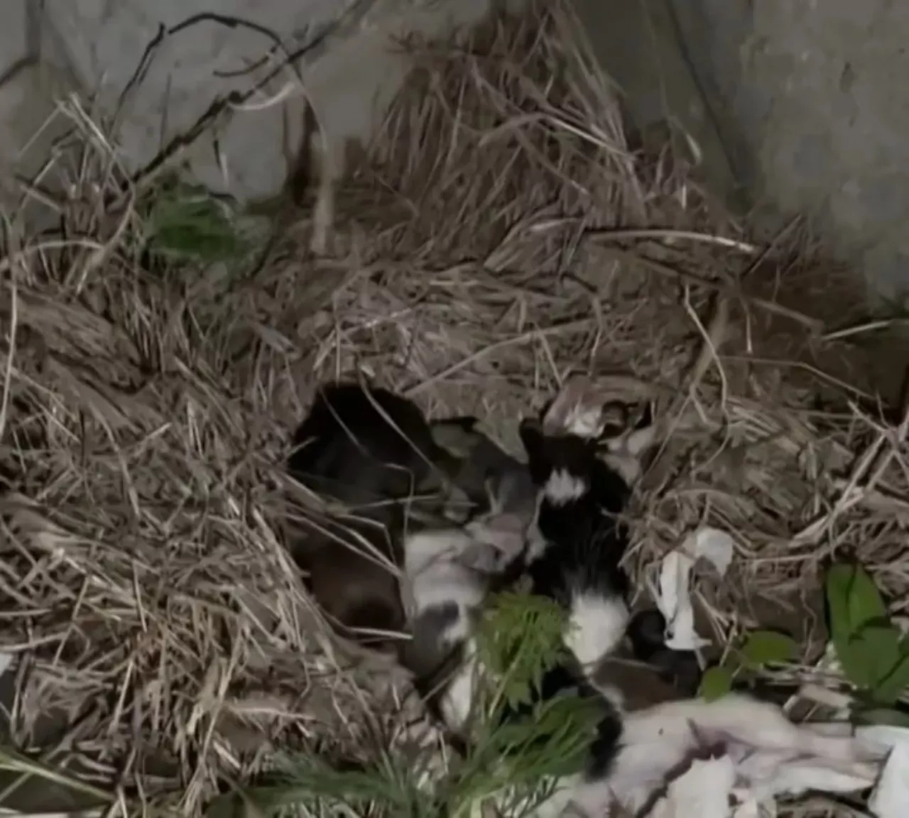 Mamma cane chiede aiuto per i suoi piccoli